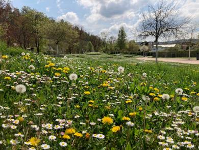 Blühwiesen in den Enzgärten - Ein Paradies für Bienen. 